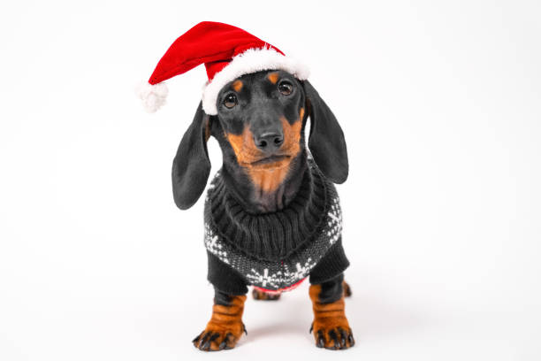 süße gehorsam dackel welpen in warmen weihnachtspullover und santa hut posen für urlaub fotoshooting oder werbung auf weißem hintergrund, frontansicht, kopierraum - christmas dachshund dog pets stock-fotos und bilder