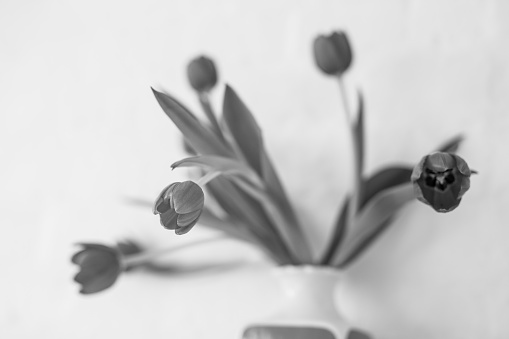 Tulips in vase. Black and white. Wall in background. Krakow in Poland