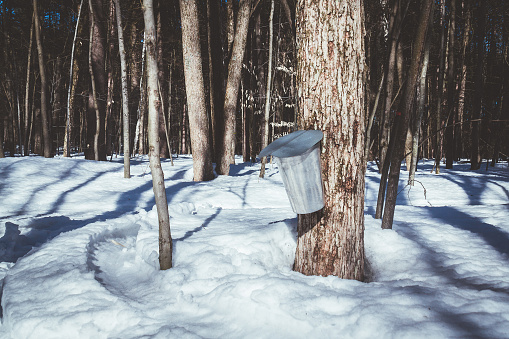 metal bucket for collection maple sap for maple syrup at springtime