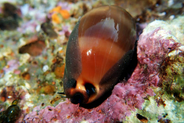 istock Mediterranean Sea Snail shell mollusk - Luria lurida 1282920924