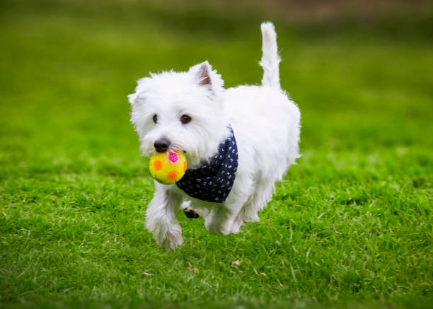 westy собака ходить по зеленой траве парка с мячом во рту и bowtie - westy стоковые фото и изображения