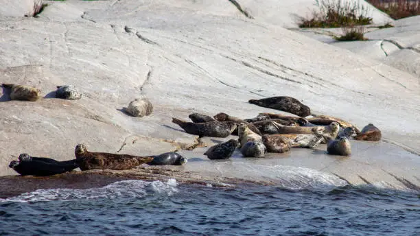 A group of British-Columbia Harbour Seals sun themselves on a haul out rock on the Sunshine Coast, on a sunny fall day