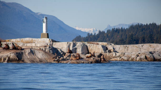 eine gruppe großer california sea lions sonnen sich auf einer felsigen insel an der sunshine coast - canadian beach audio stock-fotos und bilder