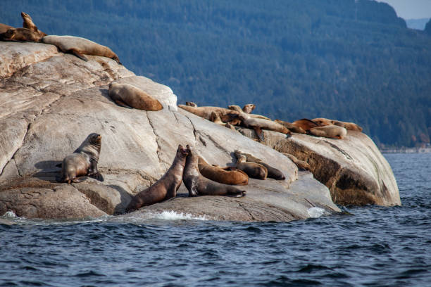 ein seelöwe zeigt aggression zu einem anderen in einer gruppe von california sea lions, die auf einem felsen in der nähe des pazifischen ozeans sitzen - canadian beach audio stock-fotos und bilder