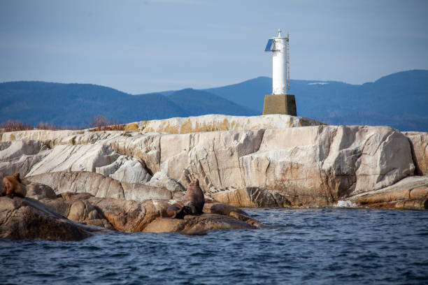 eine gruppe großer california sea lions sonnen sich auf einer felsigen insel an der sunshine coast - canadian beach audio stock-fotos und bilder
