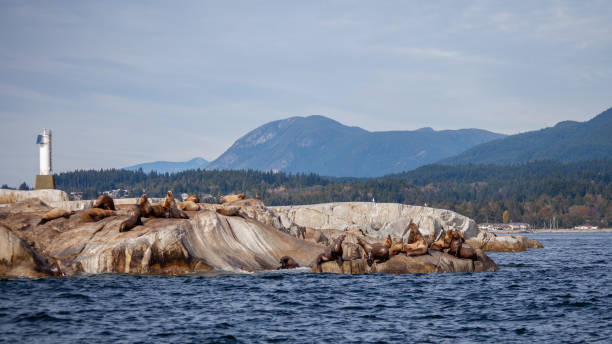 eine gruppe großer california sea lions sonnen sich auf einer felsigen insel an der sunshine coast - canadian beach audio stock-fotos und bilder