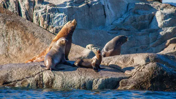 Photo of A young baby sea lion (pup) lets out a bark alongside other sea lions on a rocky haul out