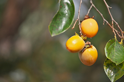 Fruit of the Japanese persimmon\nカキの実