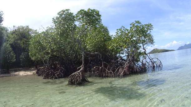 istock CYC beach in Coron island 1282927155