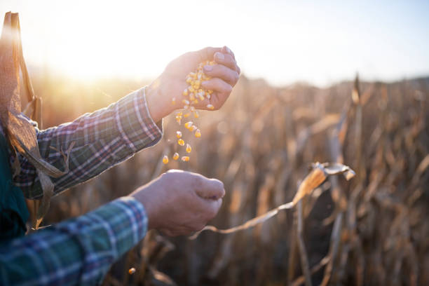 istock Farmer inspecting corn grain in his agriculture fields. 1282928259