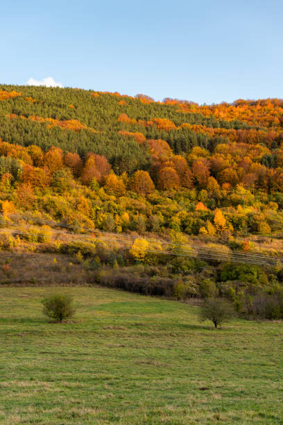 istock Autumn hillside covered with colorful trees forest sharp detail orange green minimal mountain rural landscape bulgaria 1282928665