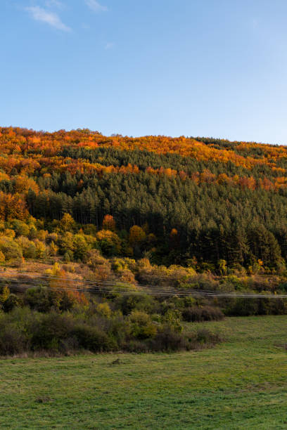 istock Autumn hillside covered with colorful trees forest sharp detail orange green minimal mountain rural landscape bulgaria 1282928677