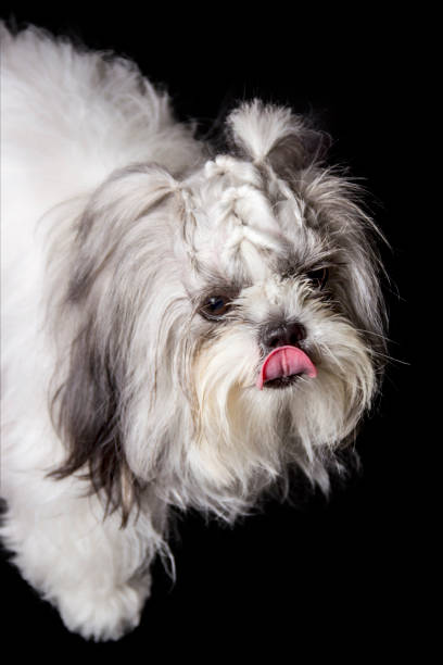 istock hairstyle with very cute white shitzu dog braids on a black studio background 1282929650