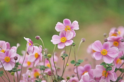 Pink anemone with blossom and buds