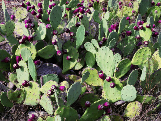 istock Opuntia cactus with fruits 1282930400