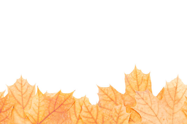 istock autumn maple leaf frame border isolated on white background. above view. studio shot 1282931446