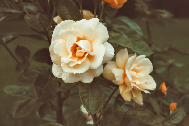 bocciolo di rosa giallo pastello fiore che esplode in fiore in giardino - petal bud plant agriculture foto e immagini stock