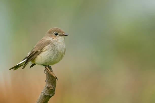 istock Taiga Flycatcher perching on a perch  looking into a distance 1282931591