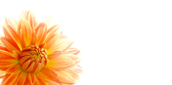 A very close up view of a Yellow dahlia with a lot of overexposed  white sky.