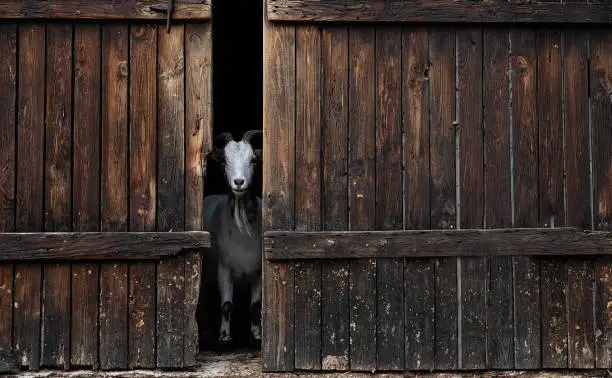 A goat taking a peek out between two well worn barn doors.