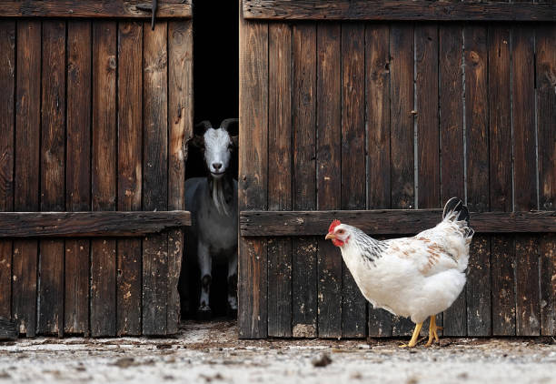 A goat taking a peek out between two well worn barn doors whilst his chicken friend walks by.