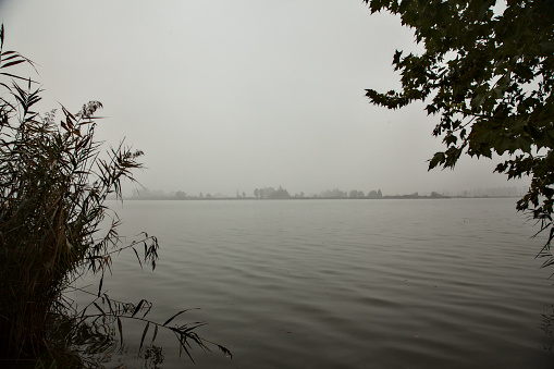 River with lotus plants framed by trees and reeds on a foggy day in autumn