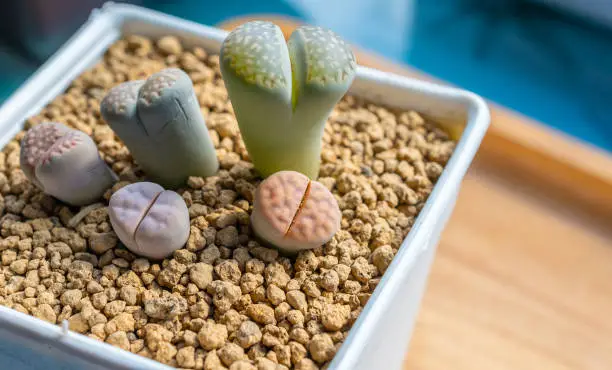 Photo of Group of Lithops (or Living stones) planting in pot.