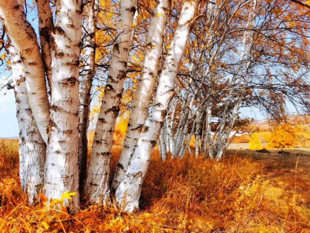 la bellissima foresta di betulle bianche a bashang, cina - betula papyrifera foto e immagini stock