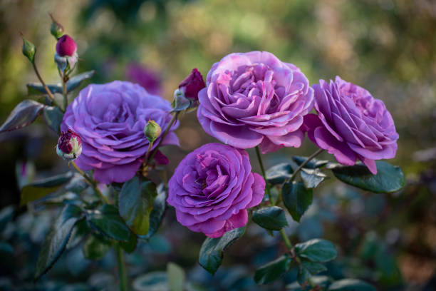 istock Purple Rose of Washington 1282936506
