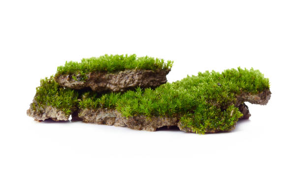 istock Green moss isolated on white bakground 1282938087