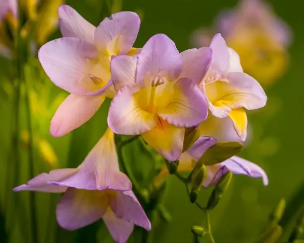 Flora, flower, plant, spring