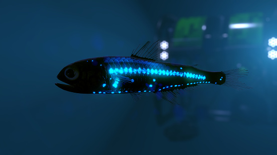 Lantern Fish, Illuminated by ROV in background