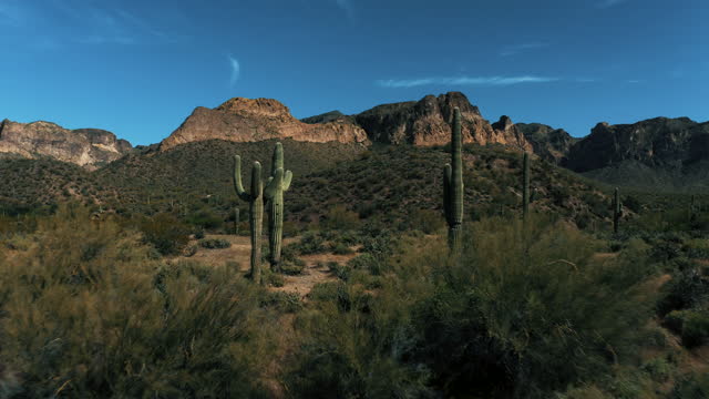 Aerial 4k Drone View of Sonoran Desert with Saguaro Cacti and Mountains in Arizona on a bright sunny day showing Usery Mountain Regional Park and Lost Dutchman State Park