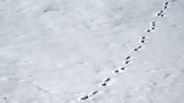 istock Animal Tracks in the Snow Background 1282944282