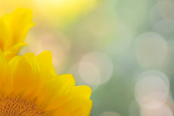 istock Soft  blurry abstract of sunflower petals and de-focused light background, copy space for text, greeting card 1282945921