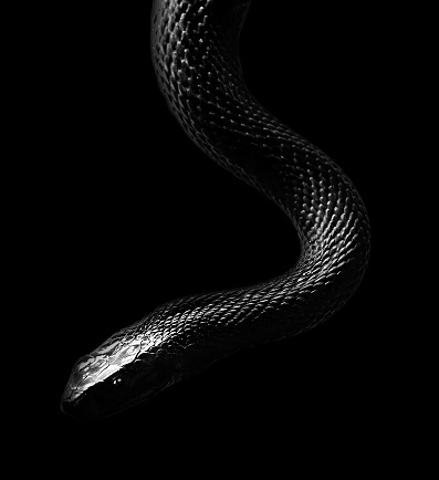 An Inland Taipan Snake isolated on black background.