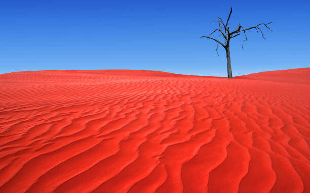 albero solitario nell'entroterra australiano - outback desert australia sky foto e immagini stock