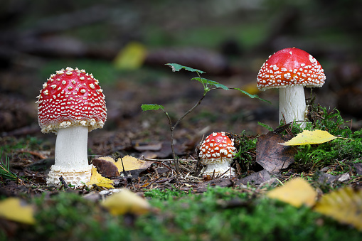 Amazing Amanita muscaria in forest - poisonous toadstool commonly known as fly agaric or fly amanita. Czech Republic, Europe.