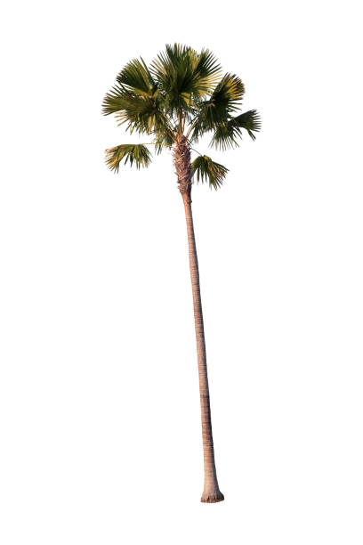 istock Isolated of Sugar palm tree on white background 1282950123