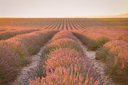 Blooming colorful lavender field in moody warm sunset light. Valensole, Provence-Alpes-Cote d'Azur, France, Europe.