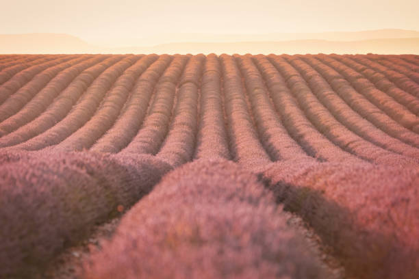 Colorful blooming Lavender Field in moody warm sunset light. Lavender Plants cultivated in a row towards the horizon. Valensole, Provence-Alpes-Cote d'Azur, France, Europe.