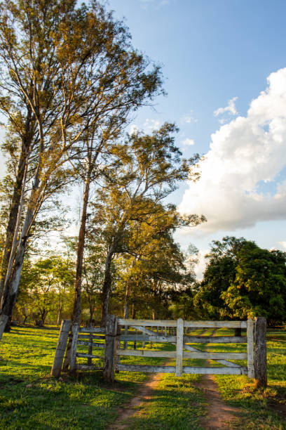 istock Wooden farm gate surrounded by trees and yellow sun rays 1282951922