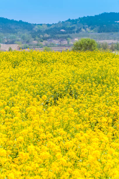 istock Rural rape flower field Tourism 1282952719