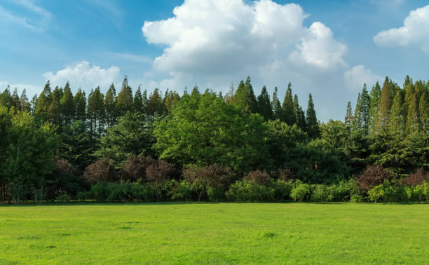 istock Blue sky, sunshine, grassland, green forest 1282953371
