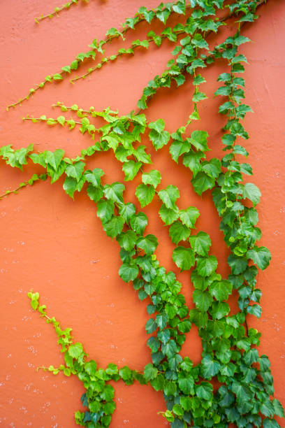Parthenocissus tricuspidata red wall background