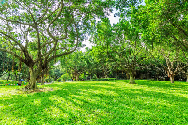 istock Blue sky, sunshine, grassland, green forest 1282953399