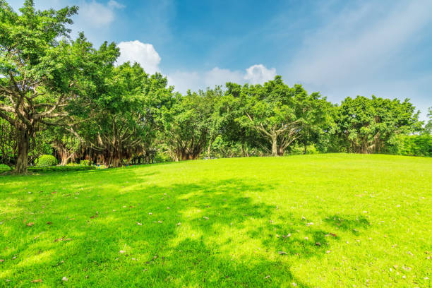 istock Blue sky, sunshine, grassland, green forest 1282953474