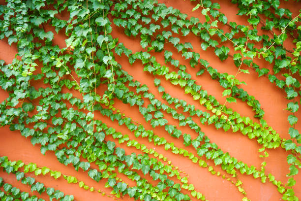 Parthenocissus tricuspidata red wall background Parthenocissus tricuspidata red wall background Boston Ivy stock pictures, royalty-free photos & images