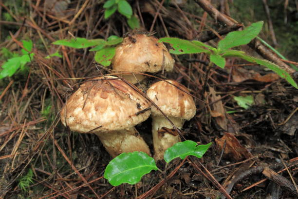 matsutake matsutake matsutake mushroom stock pictures, royalty-free photos & images