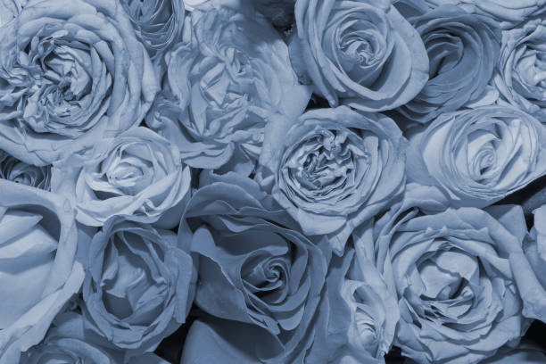 istock Background of beautiful flowers.  Close up. 1282954246